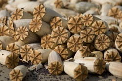 Житель Екатеринбурга носил в кармане полкило маковой «соломки» - Фото 1