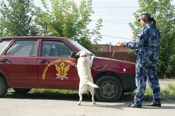 В ГУФСИН для служебных собак открыли «курсы» по распознаванию запахов наркотиков - Фото 1