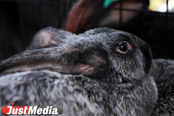 В «Титаник Синема» открылся детский зоопарк «Элькин двор — веселые хвостики» - Фото 1