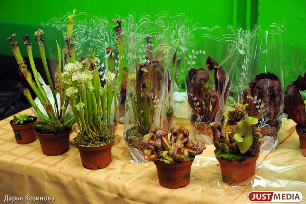 Растения и семена теперь можно пересылать по почте. Под контролем наркополиции - Фото 1