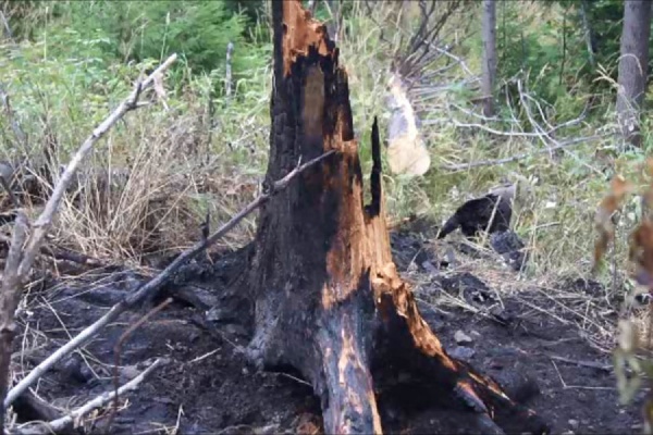 В Висимском заповеднике уберегли от огня первобытный лес - Фото 1