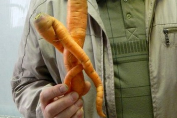'Влюбленную' морковь вырастил на своем огороде свердловчанин - Фото 1
