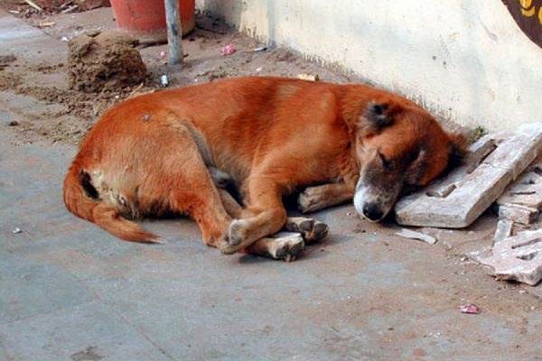 Защитники животных заявляют, что собак стали травить по всей Москве - Фото 1
