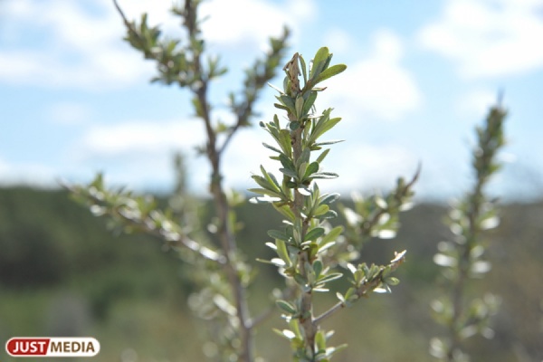 В болоте возле Ивделя нашли машину с телами двух рыбаков - Фото 1
