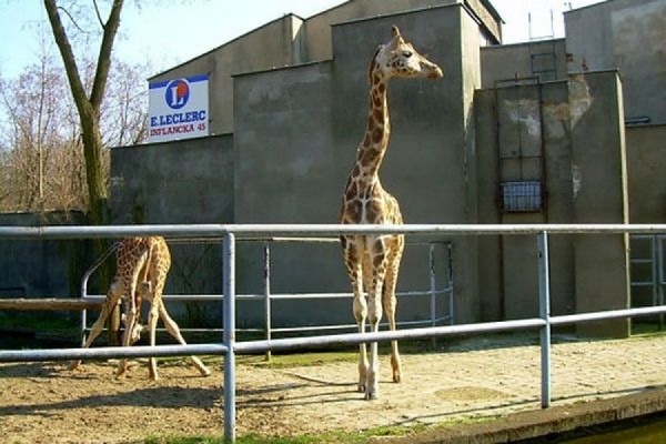 В красноярском зоопарке за неделю погибли два жирафа - Фото 1
