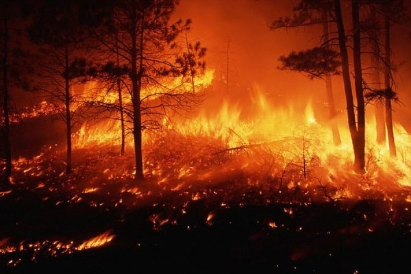 В ФСБ считают, что к лесным пожарам в Европе причастна «Аль-Каида» - Фото 1