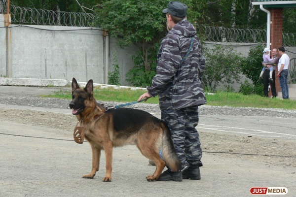 Грибник нашел в лесу тайник с гранатами - Фото 1