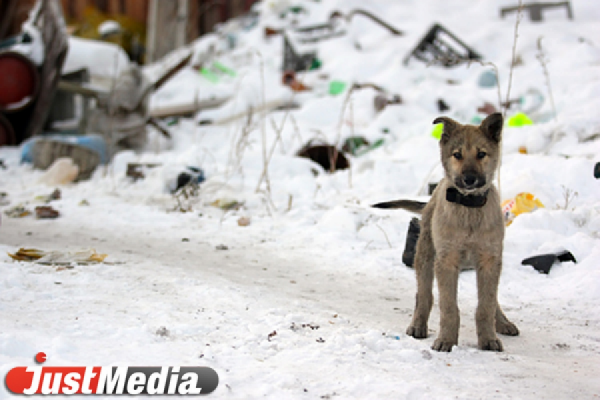 На Урале собаки за 10 месяцев покусали почти 12 тысяч человек - Фото 1