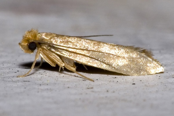 В Екатеринбурге — нашествие моли. Ученые советуют не паниковать - Фото 1