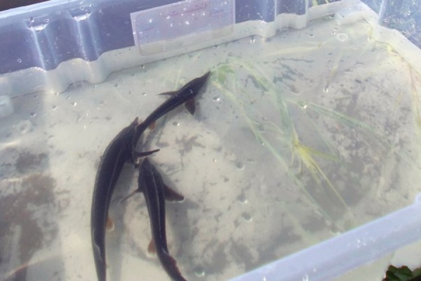 Стерлядь может вернуться в Чусовую - Фото 1