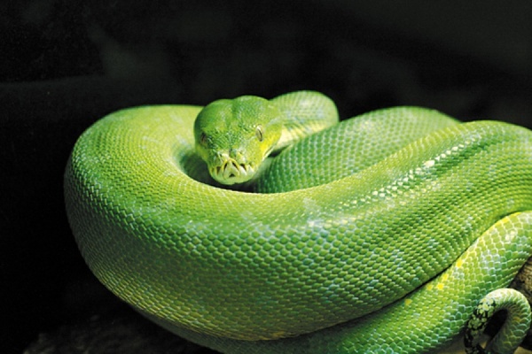 Символом 2013 года в Екатеринбурге будет зеленый Хондрик - Фото 1