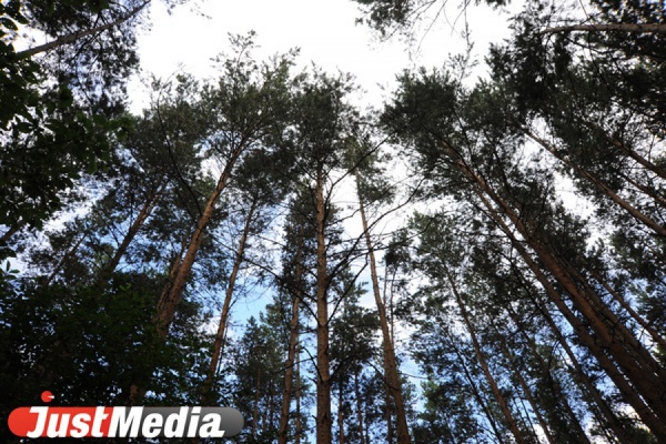 Срубленные деревья и убитый лось: итоги новогодних праздников в свердловских заповедниках и парках - Фото 1