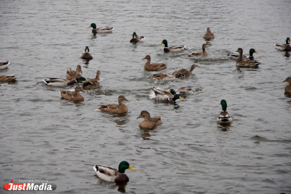 Городские утки зимуют на «Генеральских дачах» - Фото 1