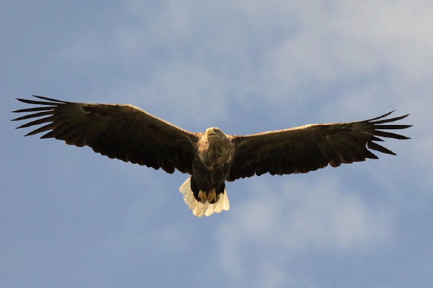 Житель Верхотурского района убил исчезающую птицу, чтобы спасти своих кроликов - Фото 1