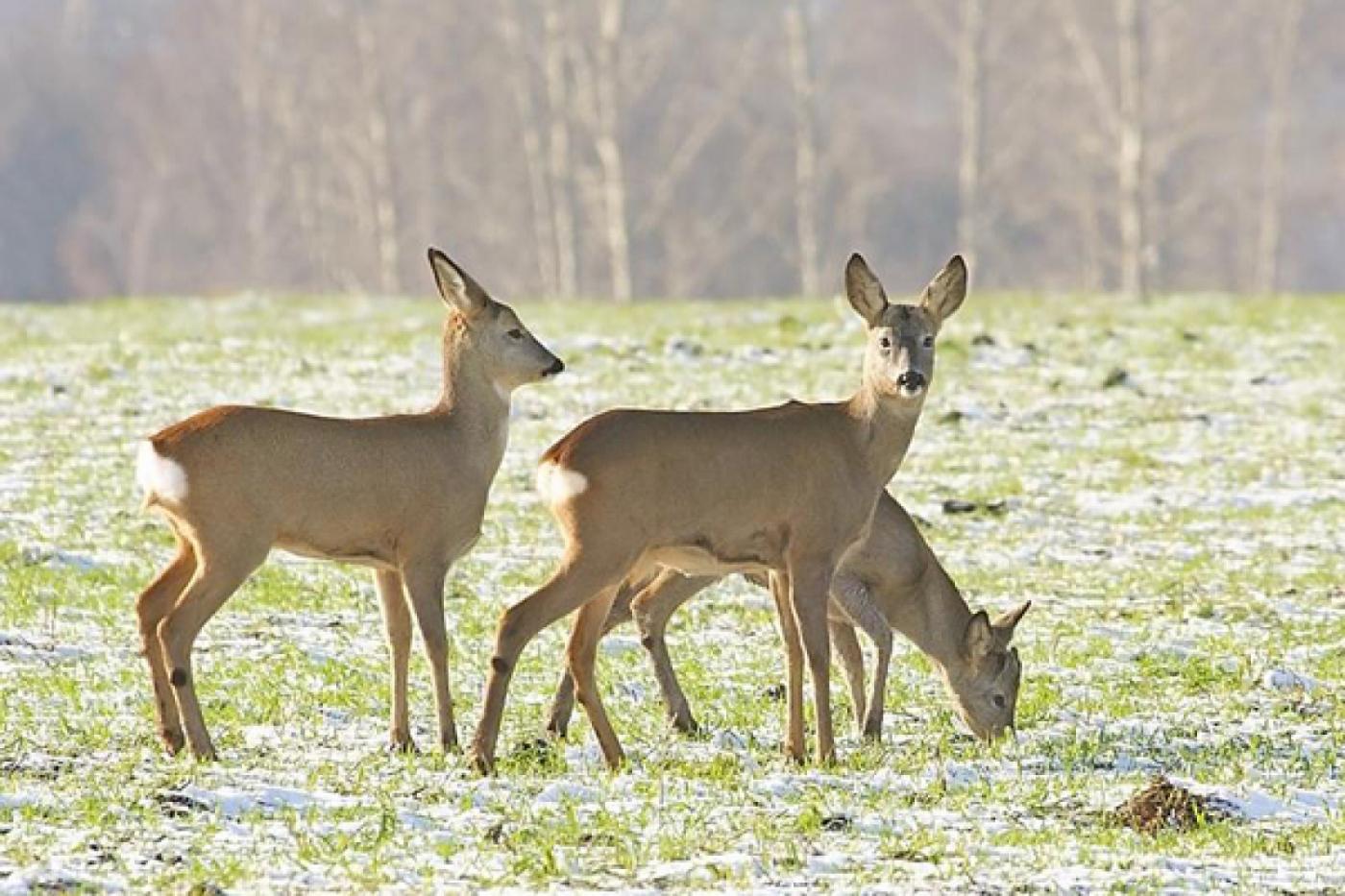 Свердловские заказники начали принимать заявки на отлов косуль - Фото 1