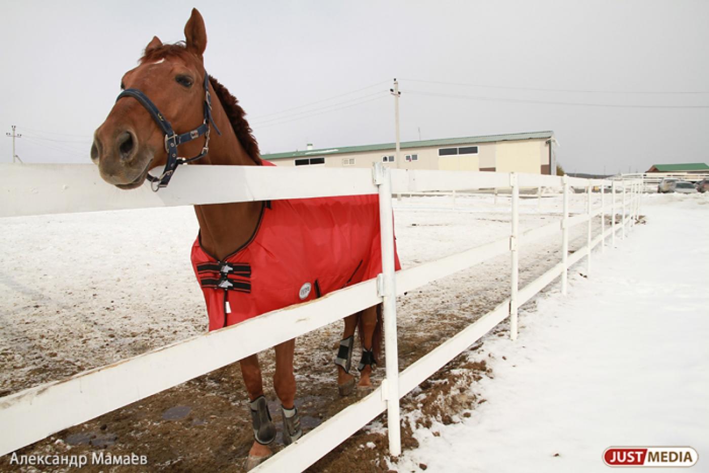 Отметить День влюбленных можно будет верхом на лошади - Фото 1