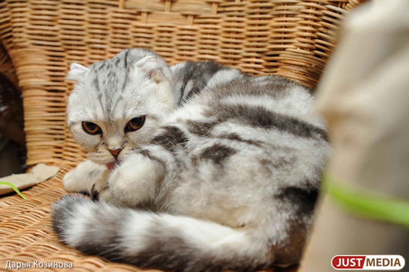 Чай с молоком и стихи о котах. День кошек в Екатеринбурге отметят художники и искусствоведы - Фото 1