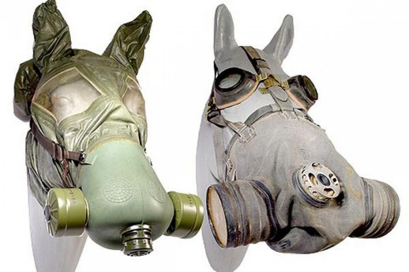 Минобороны России решило ликвидировать запасы противогазов для лошадей - Фото 1