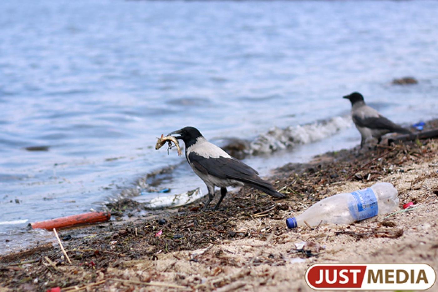 Екатеринбургские вороны начали миграцию на север - Фото 1