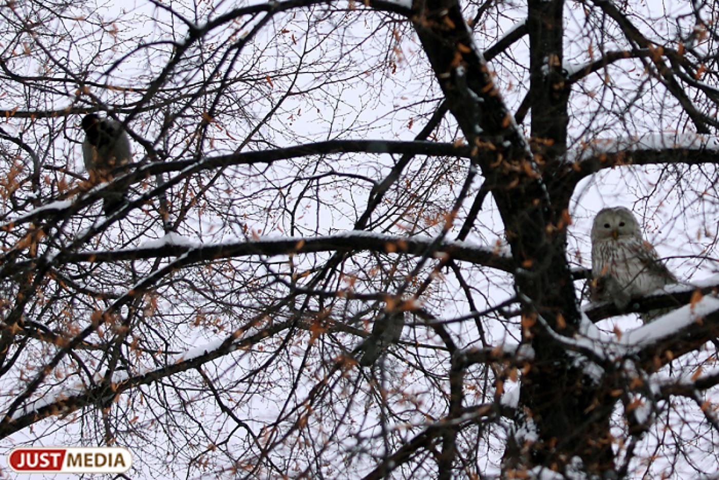 В Висимском заповеднике посчитали животных - Фото 1