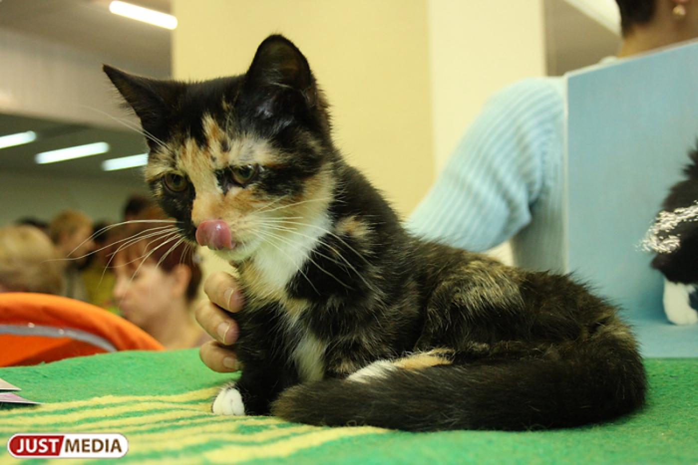 Екатеринбуржцам покажут «космических» кошек - Фото 1