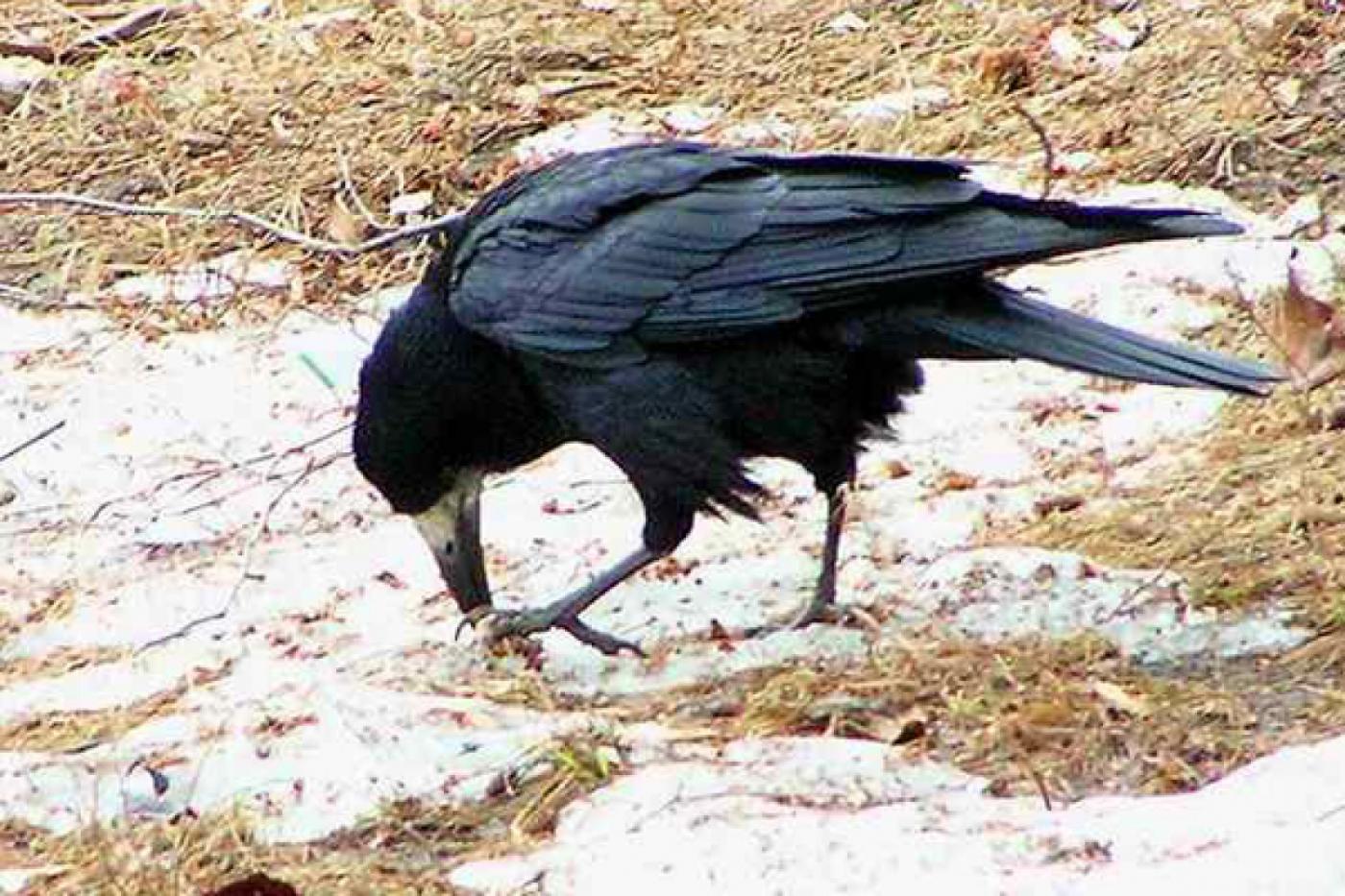 Грачи прилетели! На Средний Урал вернулись первые перелетные птицы - Фото 1