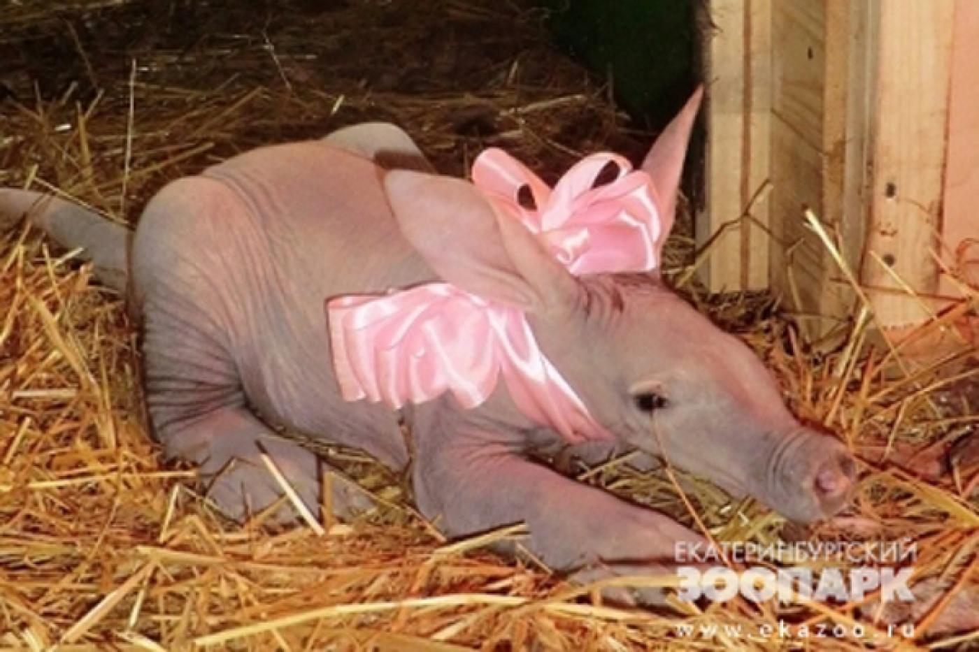 Войдем в историю! В Екатеринбурге родился детеныш уникального животного - Фото 1