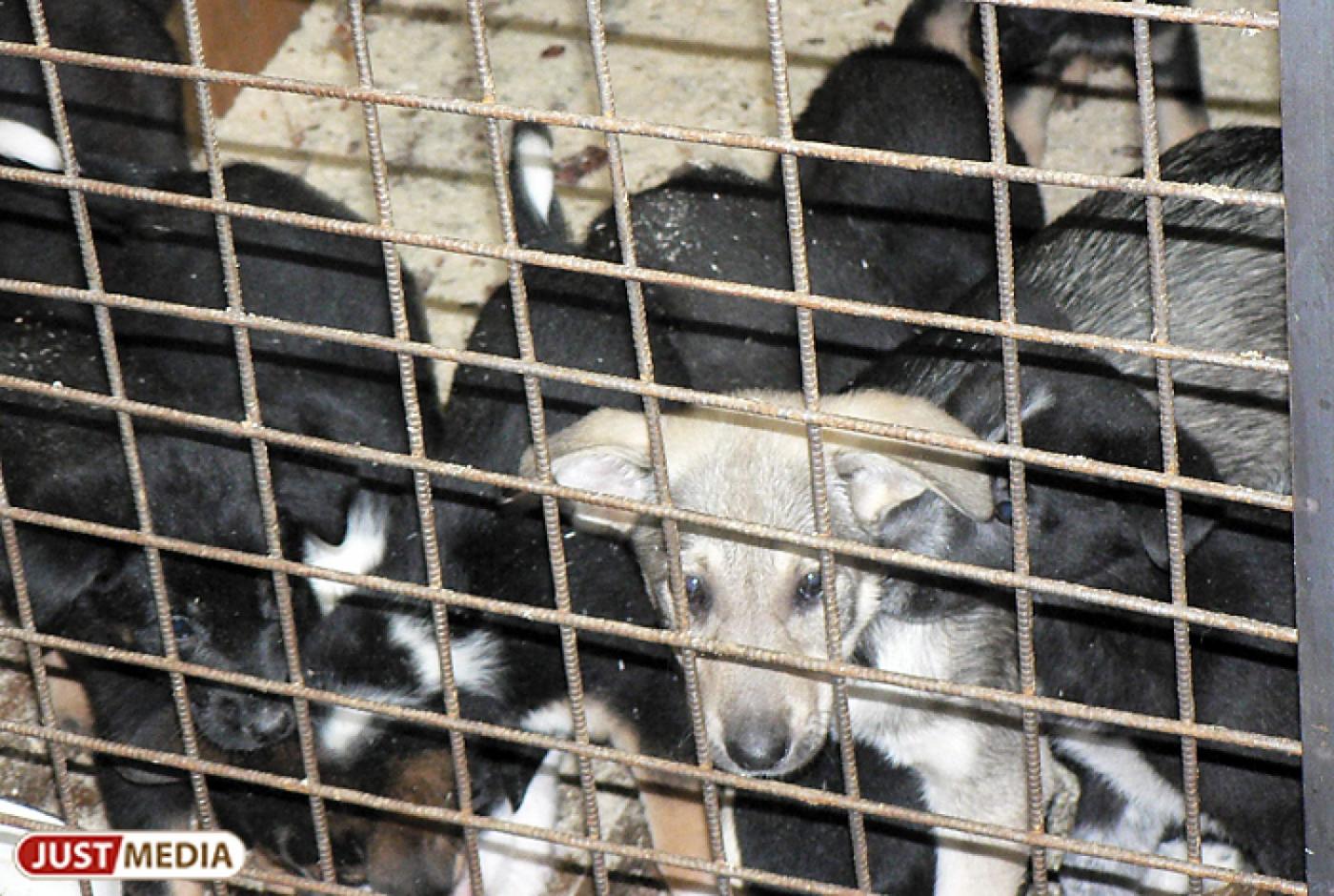 Защитники животных просят помощи. Собакам и кошкам не хватает кормов и лекарств - Фото 1