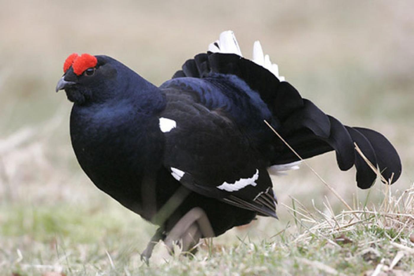 В Свердловской области открыт весенний сезон охоты. СРОКИ - Фото 1