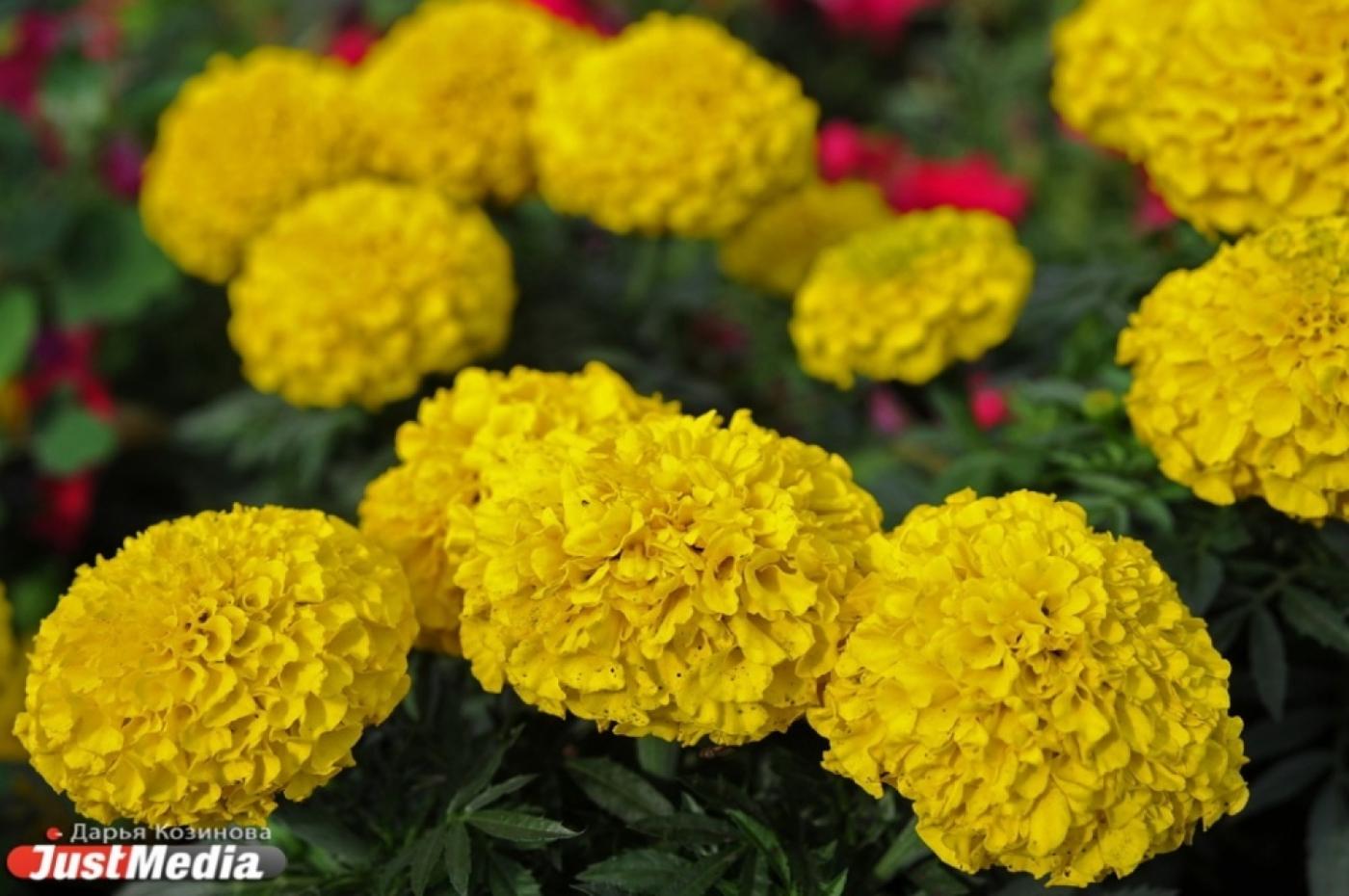 В Екатеринбурге инвалиды озеленят площадь Обороны - Фото 1