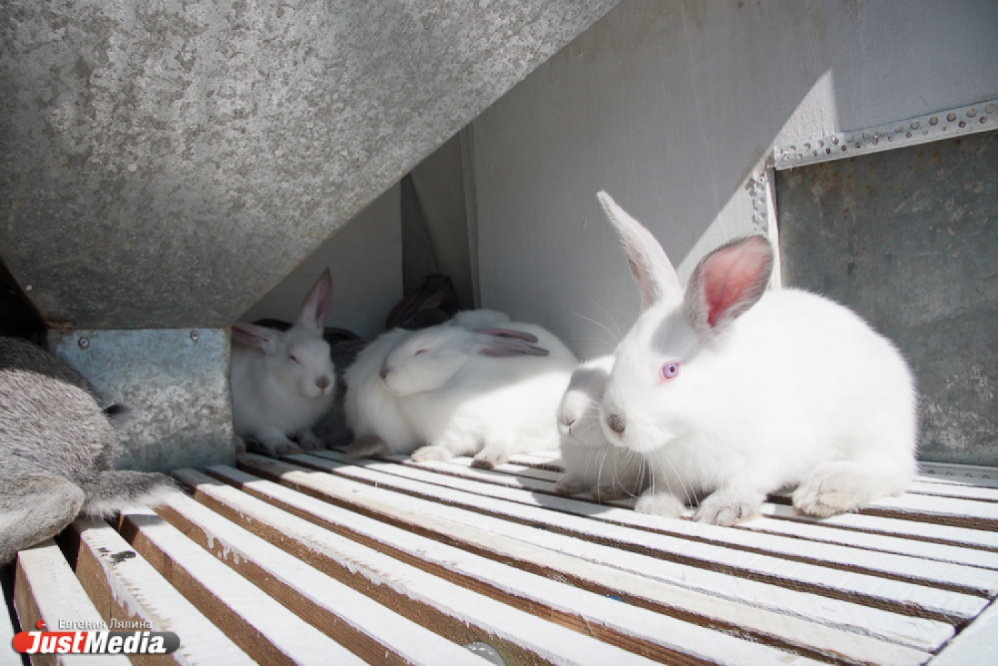 Житель Свердловской области застрелил орлана-белохвоста, охотившегося на его кроликов - Фото 1