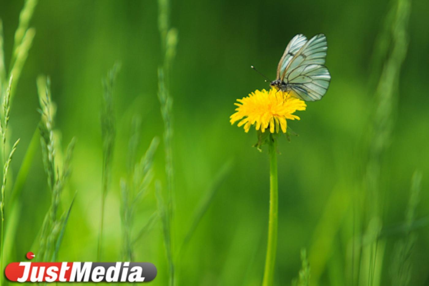 Екатеринбуржцы стали чаще чихать: горожан одолевает «пылевая» аллергия - Фото 1