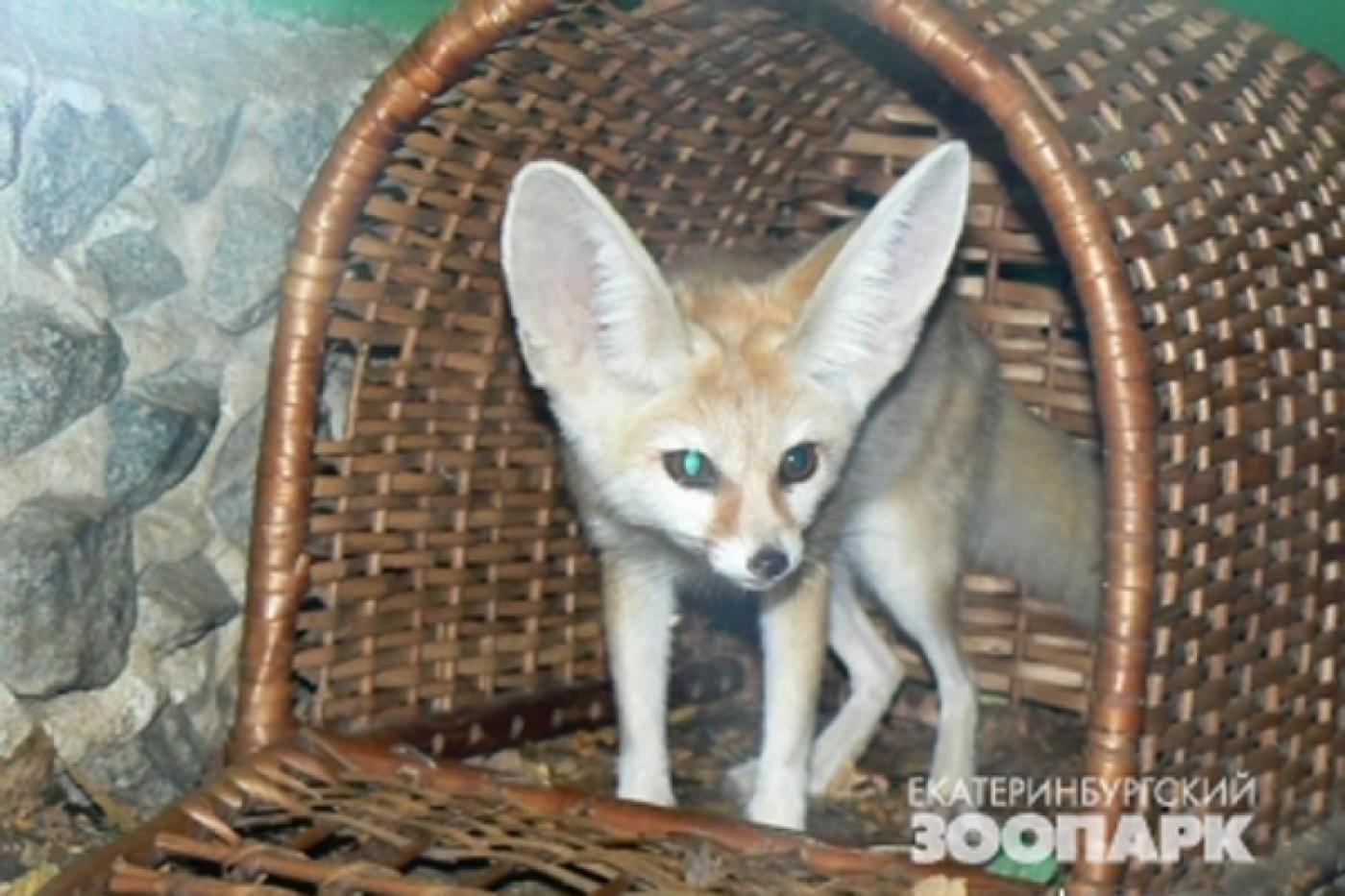 Жители Урала выбрали пятого героя «Звериного реалити» - Фото 1