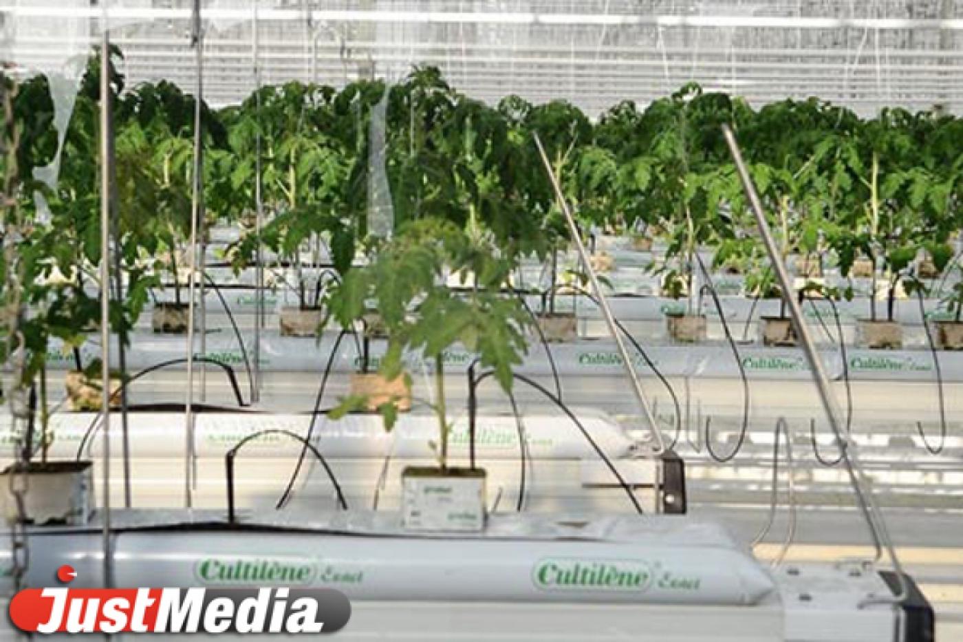 «УГМК-Агро» запускает в эксплуатацию вторую очередь тепличного комплекса - Фото 1