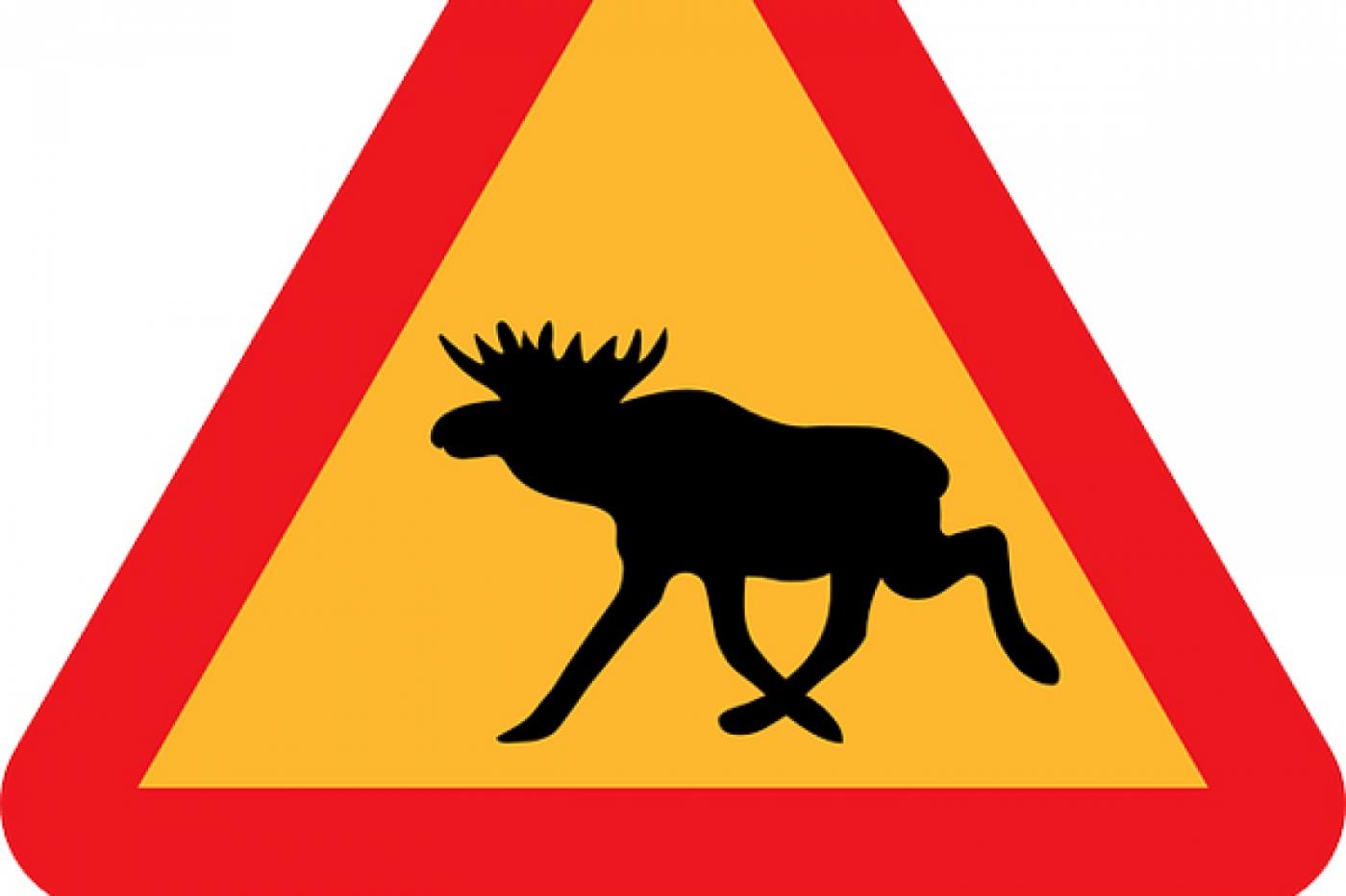 На автодороге Шаля—Шамары лось попал под колеса «Запорожца» - Фото 1