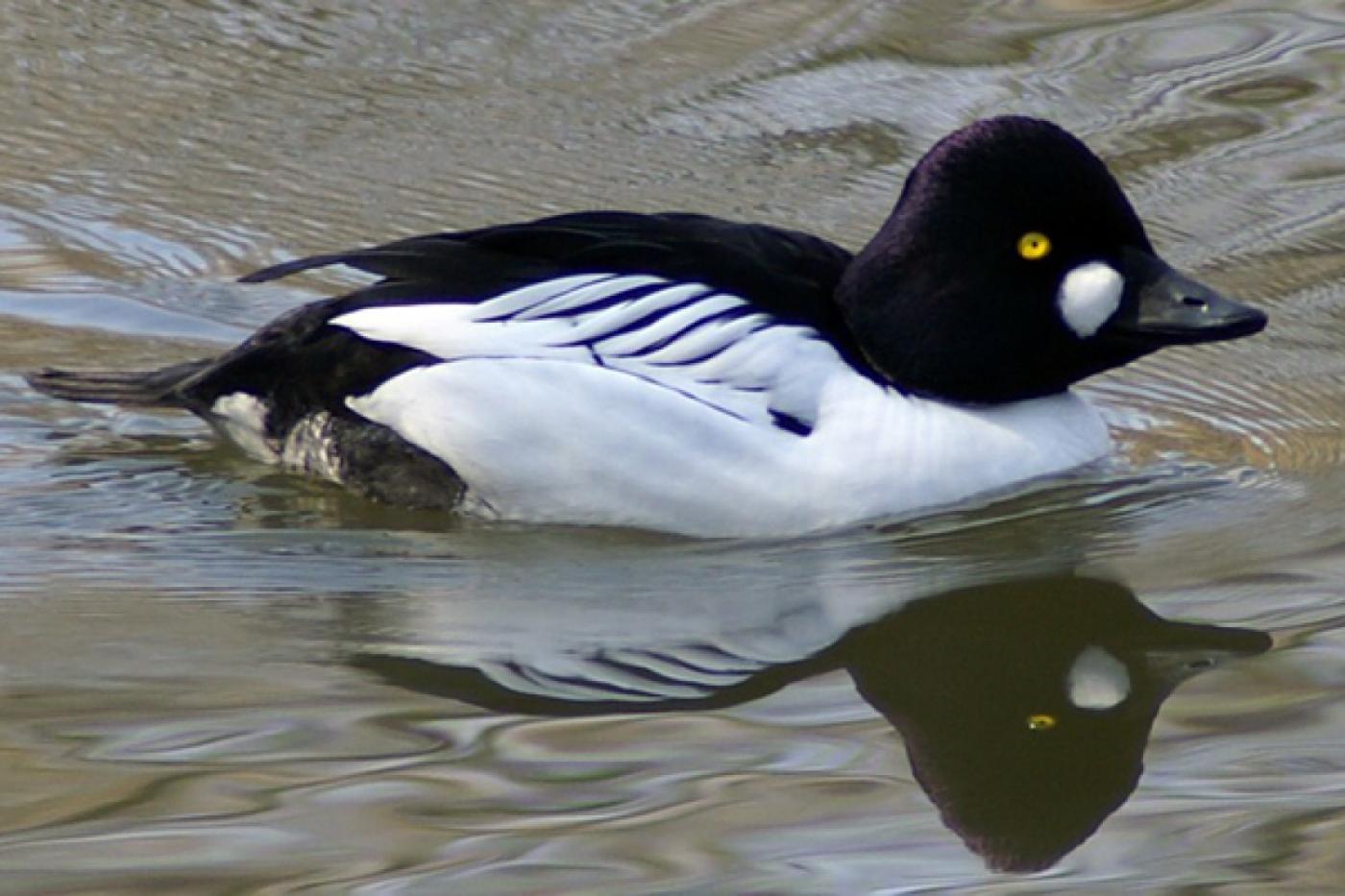 Гоголей на Среднем Урале станет больше - Фото 1