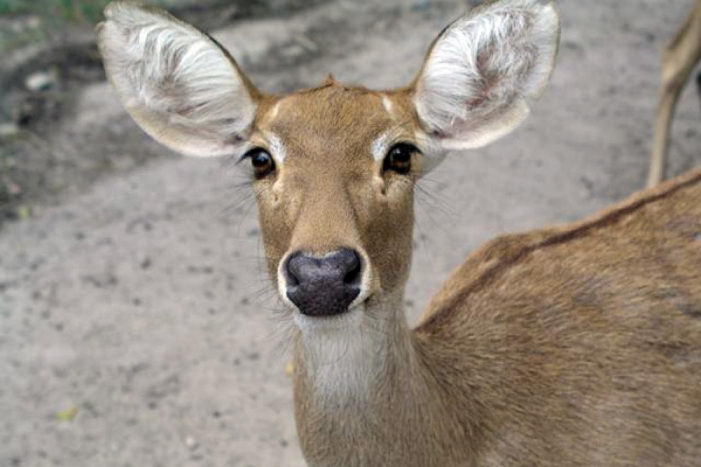 В Свердловской области дикие животные, спасаясь от насекомых, погибают в ДТП - Фото 1