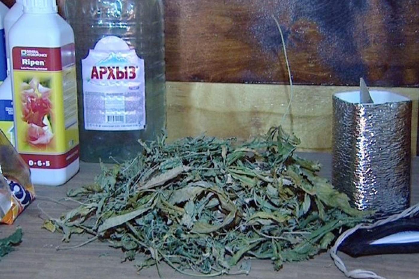 В Екатеринбурге полицейские ликвидировали теплицу-лабораторию по выращиванию конопли - Фото 1