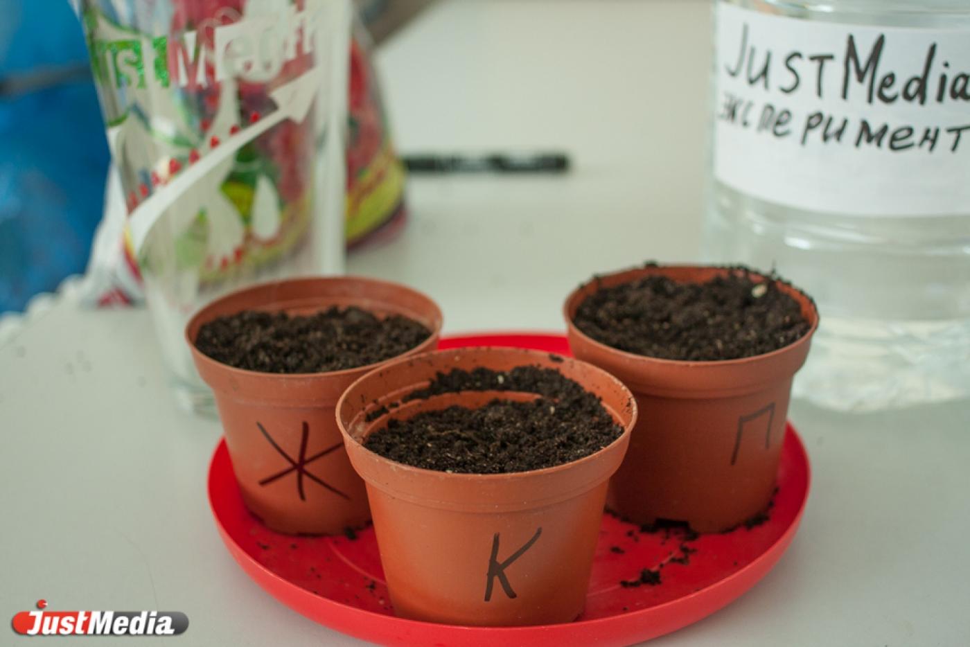 Журналисты JustMedia.Ru проверяют, кто сильнее: Путин, Кашпировский или СМИ - Фото 1