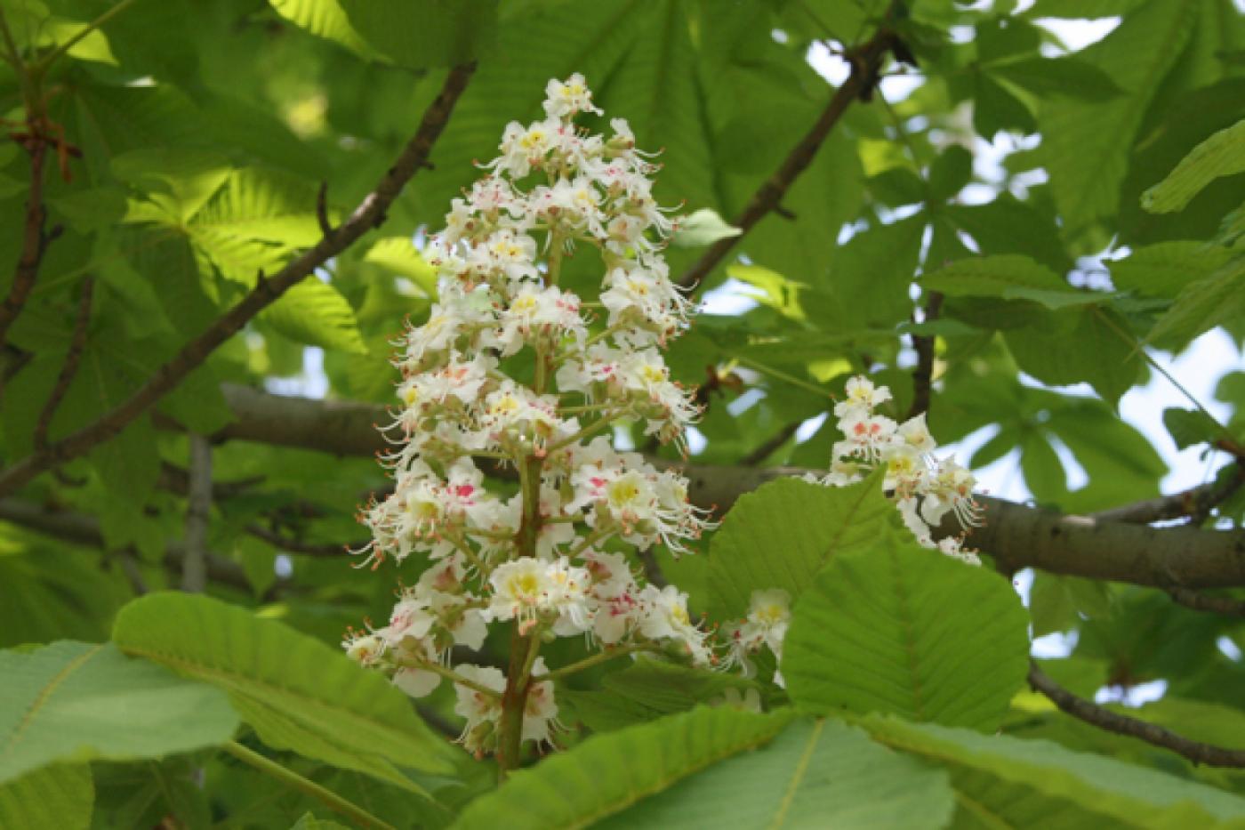 В лесотехническом университете зацвел каштан - Фото 1