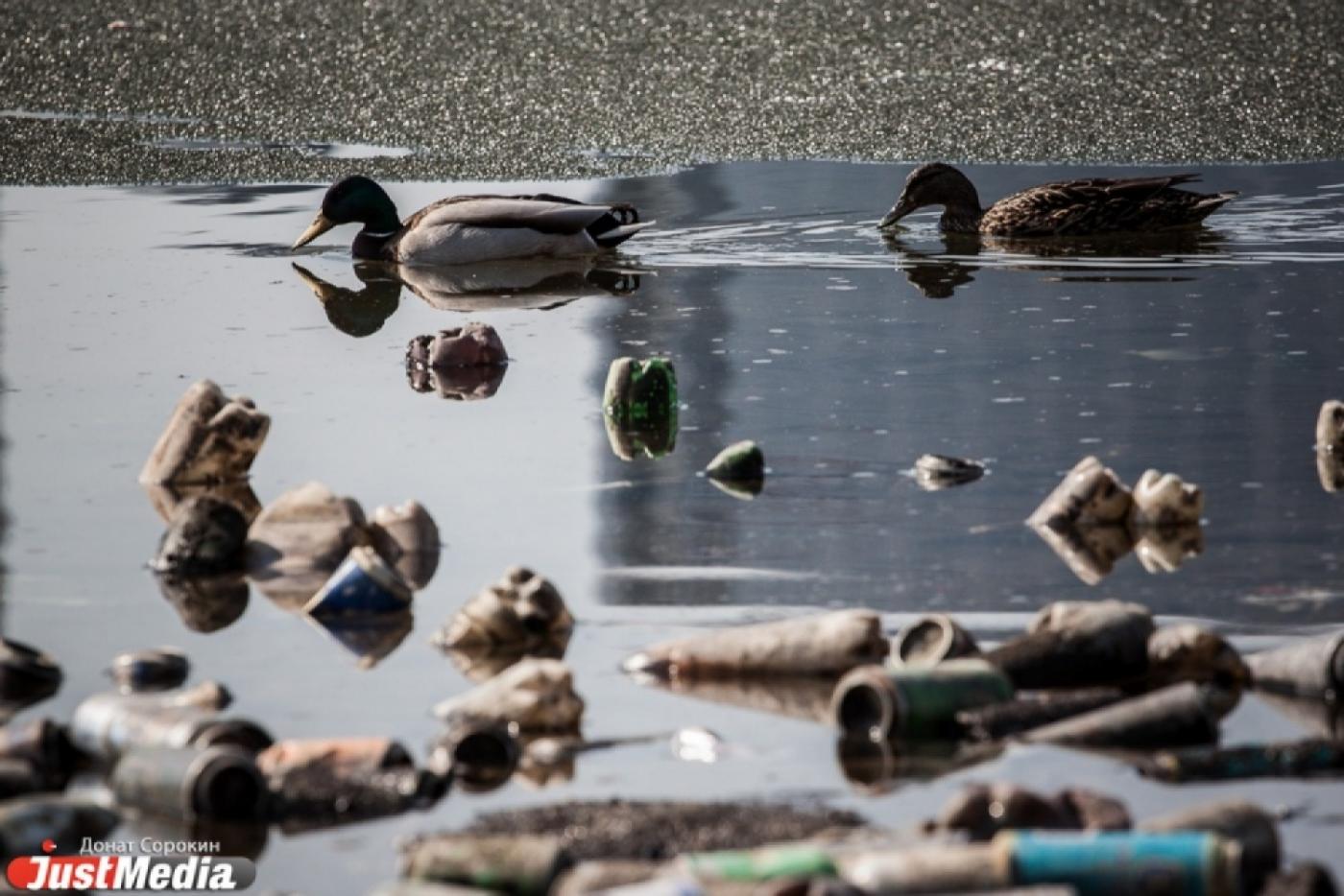 Волонтеры Екатеринбурга за неделю очистят берег городского пруда от мусора - Фото 1