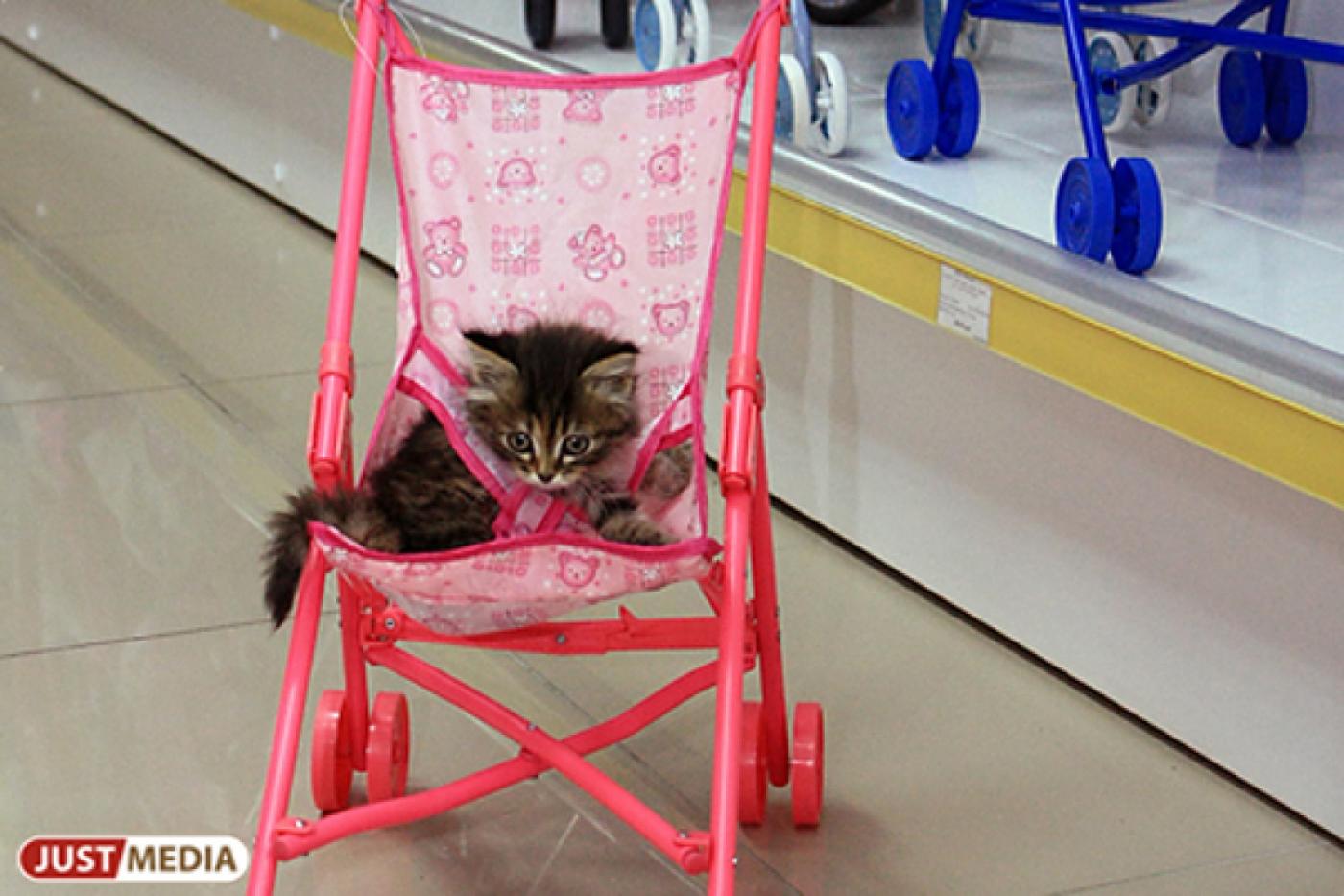 Пункту кратковременного содержания животных нужны корма, витамины и предметы гигиены для бездомных кошек и собак - Фото 1