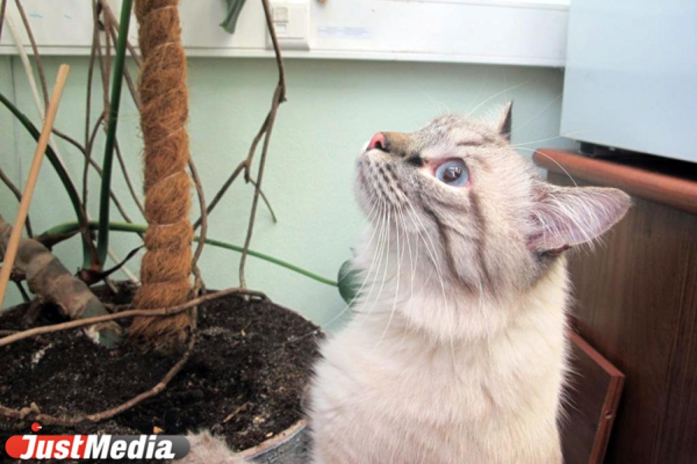 Коту Бублику устно отказали в регистрации на предстоящих выборах в мэры - Фото 1