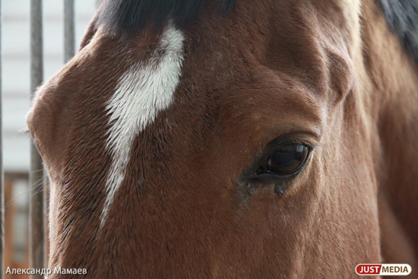 Сотрудники транспортной полиции задержали конокрада из Узбекистана - Фото 1