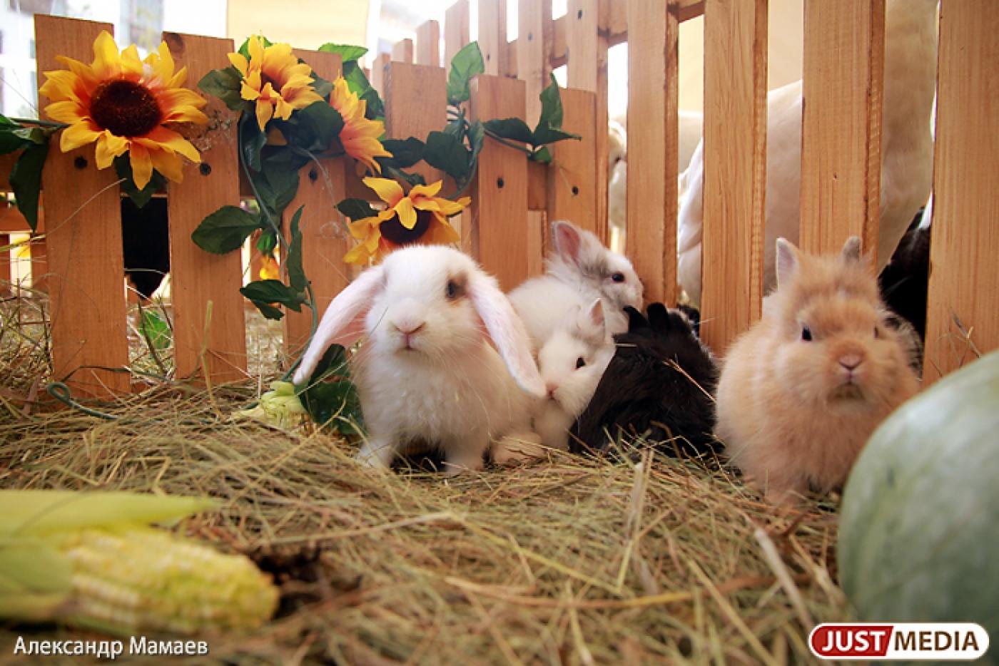 В ТЦ «Ботаника молл» откроется летний эко-лагерь - Фото 1