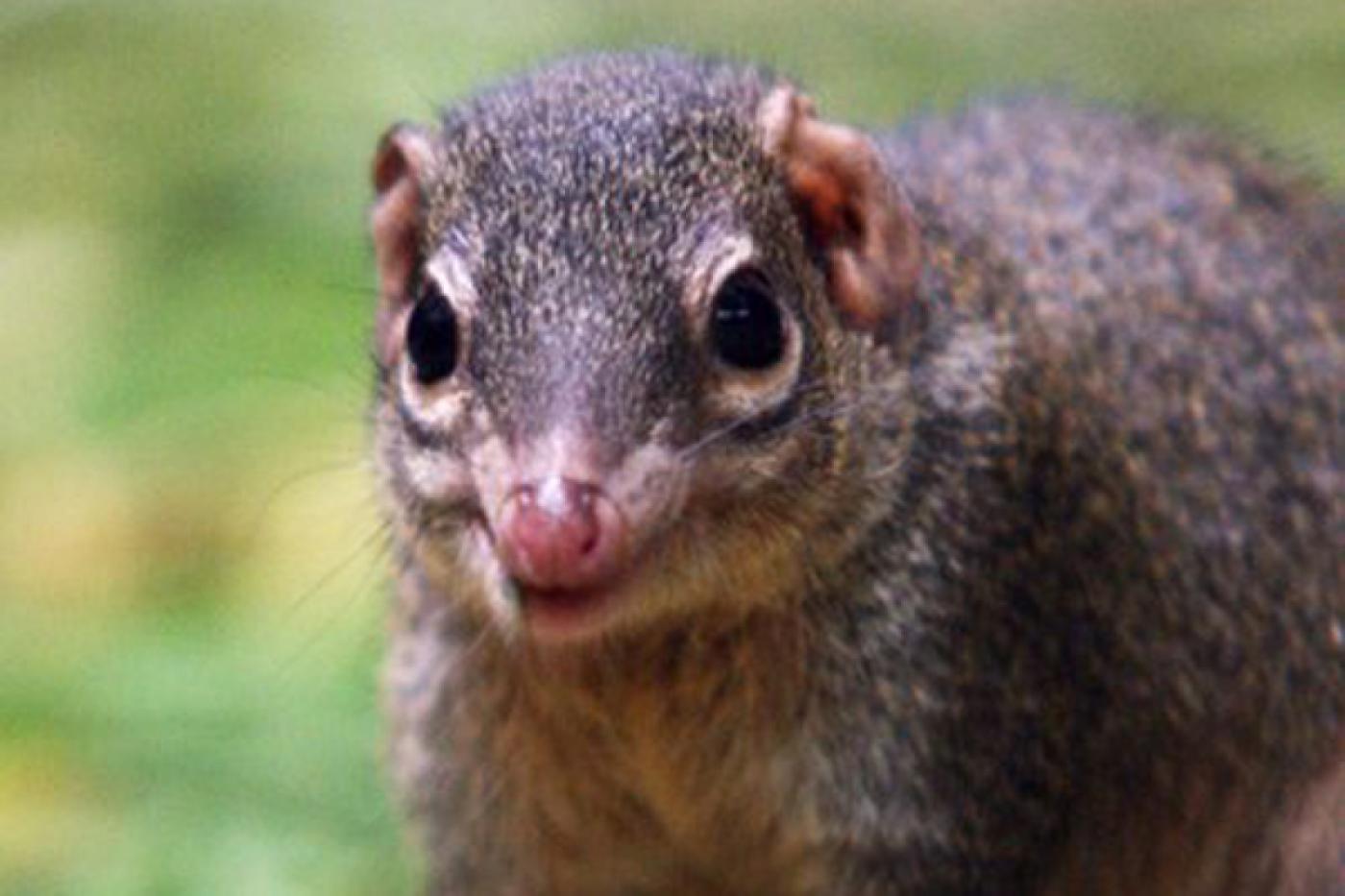 В зоопарке новые обитатели — тупайи. Сотрудники зверинца надеются, что животные принесут потомство - Фото 1