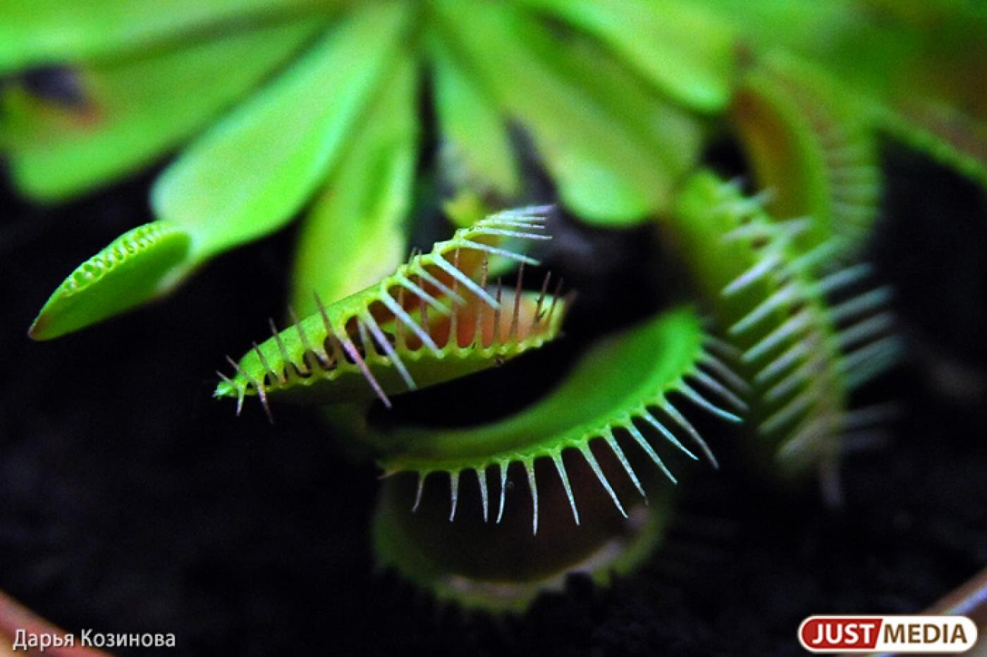 Ботанический сад Екатеринбурга продолжит свое существование - Фото 1