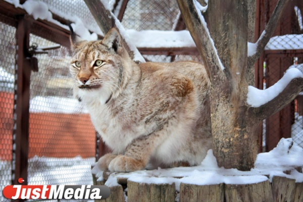 В Екатеринбургском зоопарке в выходные отметят Всемирный день кошек - Фото 1