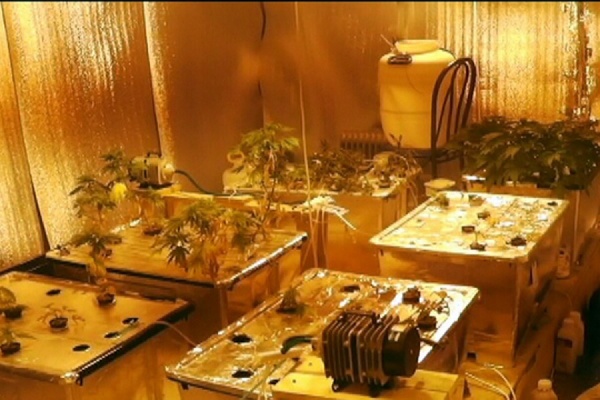 В Ачитском районе наркополицейские ликвидировали «оранжерею» по выращиванию конопли - Фото 1