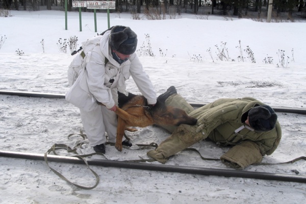 Кинологи отметят 104-летие своей службы всероссийскими соревнованиями - Фото 1